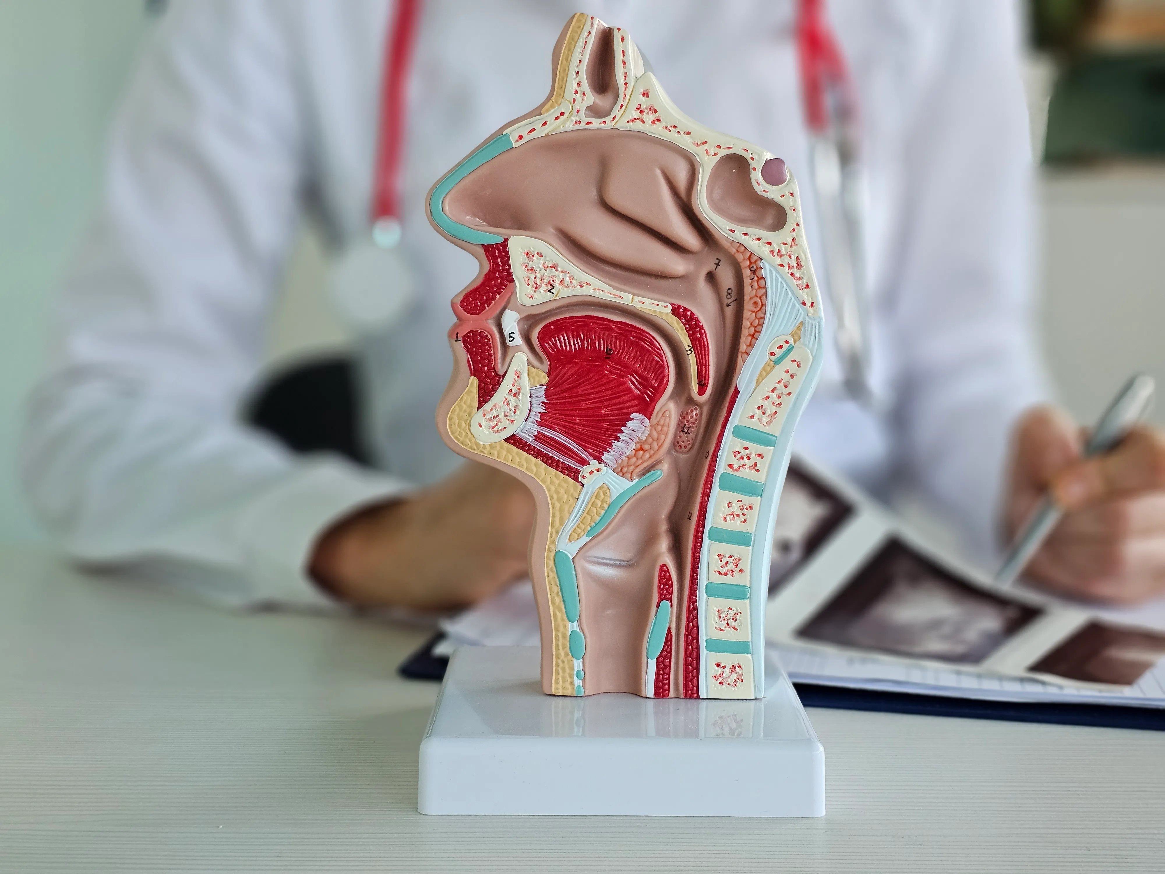 Anatomical cross-section of the head and neck, showing the nasal cavity, pharynx, and larynx — the airway and swallowing structures a FEES exam evaluates.
